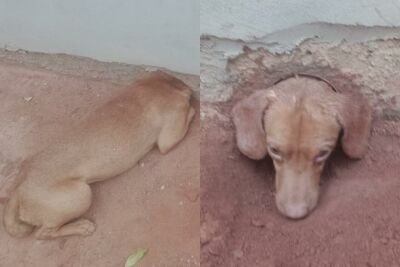 Imagem da notícia Cachorro fica com a cabeça presa em cano de muro ao tentar entrar em casa em Chapadão do Sul